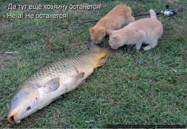 Мысли вслух :)