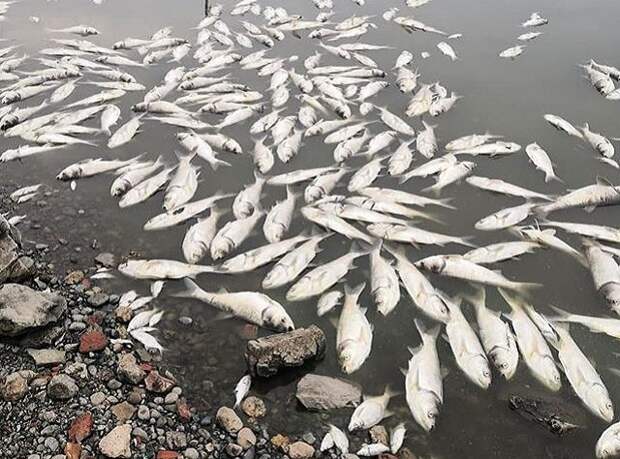 В Тимашевском районе выясняют причины массовой гибели рыб