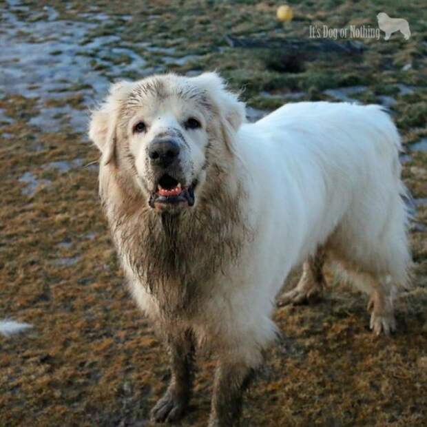Great Pyrenees | It's Dog or Nothing