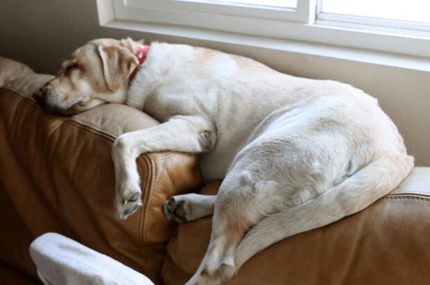 И собаки могут заснуть перед телевизором животные, мило, питомцы, подборка, смешное, собаки, сон, фото