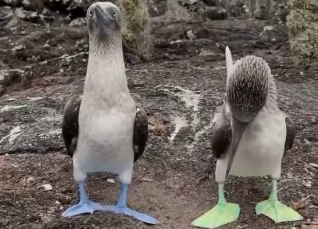 Милоты на ночь: это голубоногие олуши – самые стильные птицы