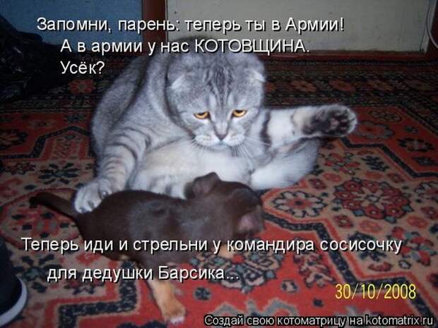 Лучшие котоматрицы недели (50 фото)