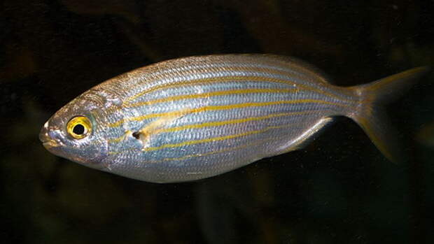 2-Sarpa_salpa_