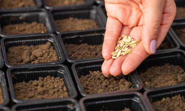 Сколько могут храниться семена и как проверить их всхожесть