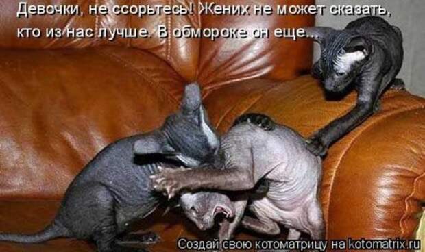 Главная котоматрица свежак