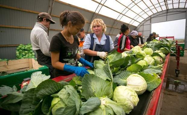В Татарстане за неделю подорожали некоторые продукты из "борщевого набора"