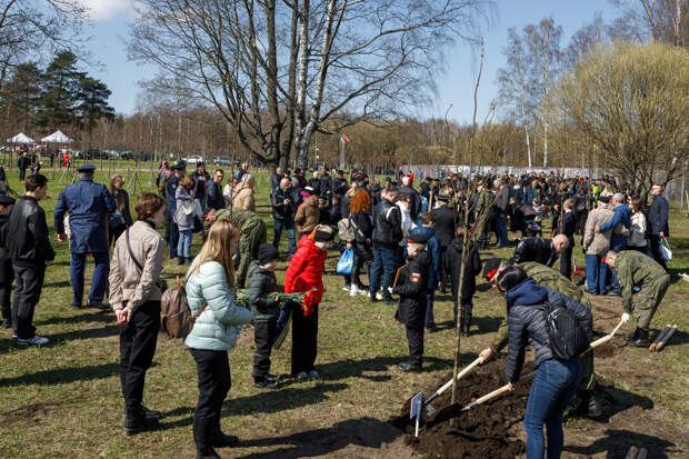 В Сквере памяти у Пискаревского кладбища высадили 32 именных дерева в память о павших воинах