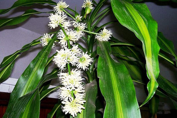 При правильном уходе драцена может зацвести