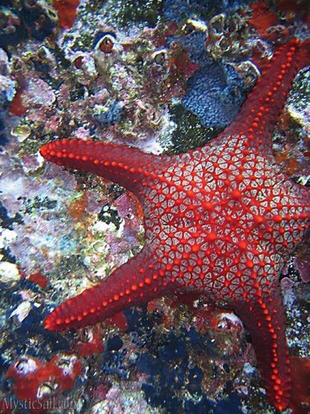 Звезды на дне моря интересное, морские звезды, факты, фауна