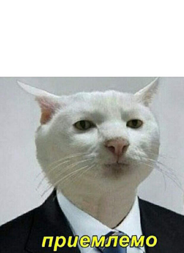 кот приемлемо мем