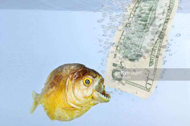 Fish-Dollar