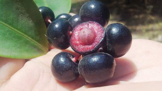 16 редких экзотических фруктов, которые вы увидите в первый раз (Вот бы пакау попробовать!)