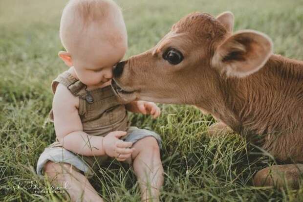 По словам фотографа, это было неожиданно, но очень трогательно. Особенно момент "поцелуя" день рождения, дети и животные, малыш, младенец, теленок, ферма, фотосессия