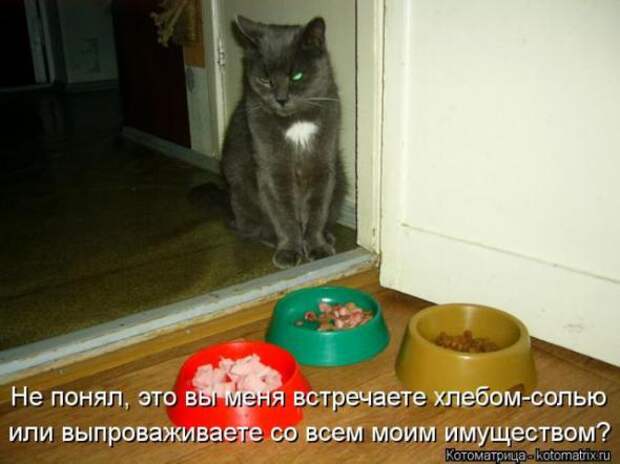 Котоматрицы (картинки с подписями)