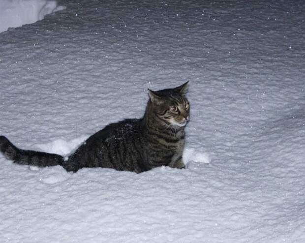 Пятнистый кот сидит в снегу