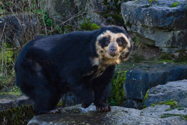 Природный калейдоскоп.Очковый медведь,Южная Америка.