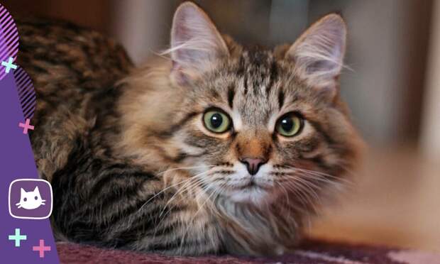 Знакомьтесь: сибирская кошка