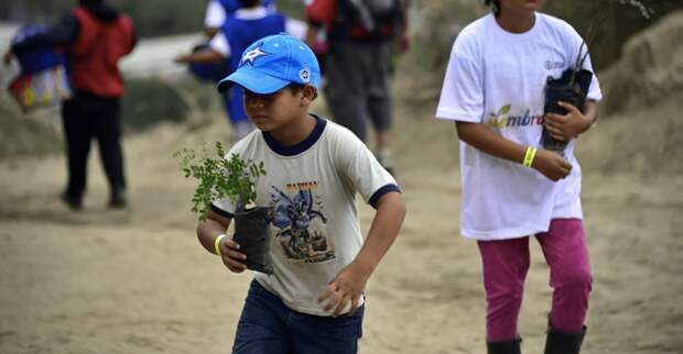 В мае 2015 года более 44000 людей посадили 600000 деревьев в Эквадоре  добро, мир, человек