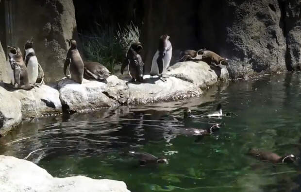 В зоопарке Канады семь пингвинов запаниковали и утонули