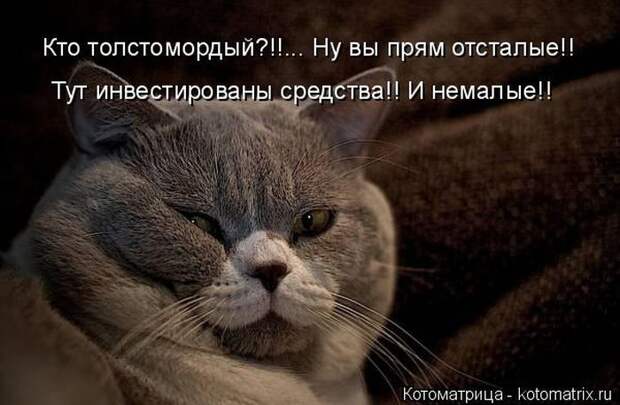 Забавные животные (50 фото)