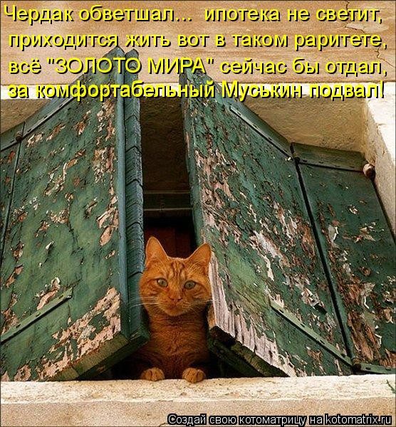 Самые свежие котоматрицы