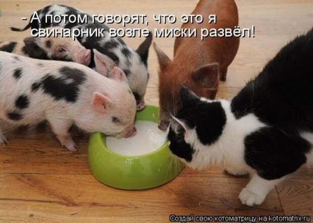 Новая котоматрица за неделю