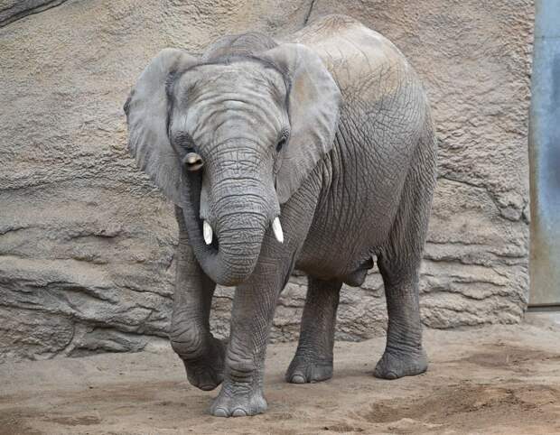 На Шри-Ланке слон атаковал автобус с россиянами из-за фруктов