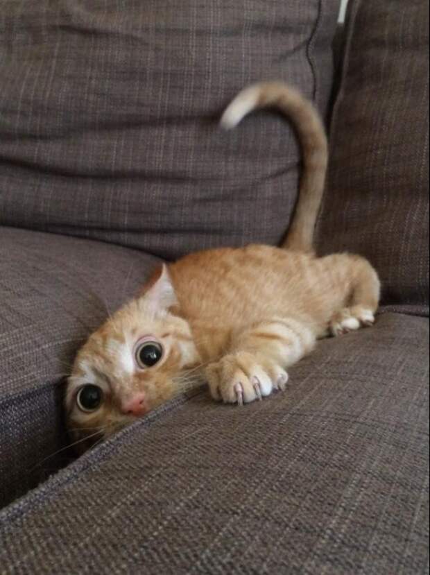 Правила жизни настоящего котэ кот, коты, котэ, кошка, кошки, мимиметр, мимими