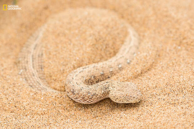 Гремучая змея прячется в песках пустыни в Намибии. животные, природа, фото
