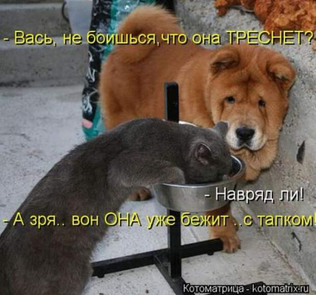 Котоматрицы (картинки с подписями)