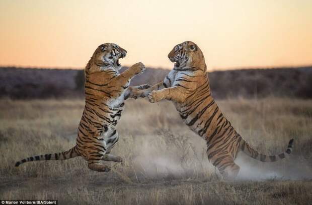 А победила в драке тигрица, защищавшая свою территорию битва животных, дикие животные, дикие кошки, зрелищно, тигр, тигрица, тигры