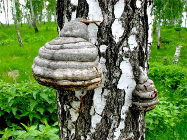 гриб чага