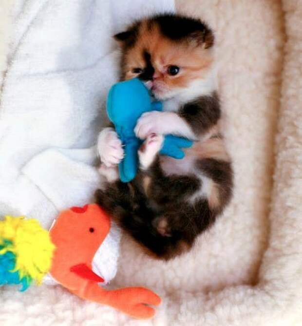 Кошачьи обнимашки