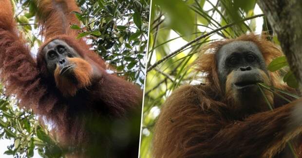 В Индонезии обнаружен новый вид орангутанов Суматра, вид, животные, индонезия, орангутан, открытие