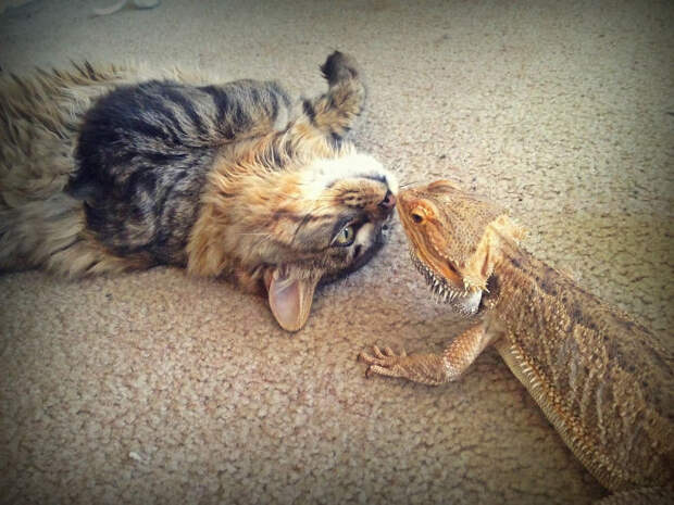 Котики и ящерицы, которые смогли стать друзьями