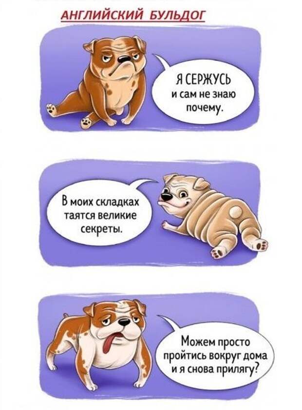 Весёлый гид по породам собак Породы собак, особенности пород, собаки, юмор