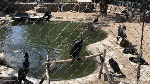 Названа причина гибели 18 птиц в Калининградском зоопарке