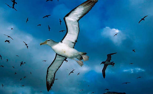 Странствующий альбатрос Размах крыльев странствующего альбатроса составляет целых 325 сантиметров, самый большой среди всех существующих птиц. Альбатрос живет до тридцати лет, что делает его настоящим рекордсменом-долгожителем.
