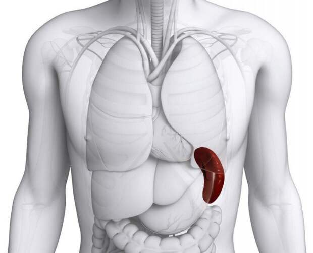 Откуда у людей берутся добавочные селезёнки и почему это происходит?