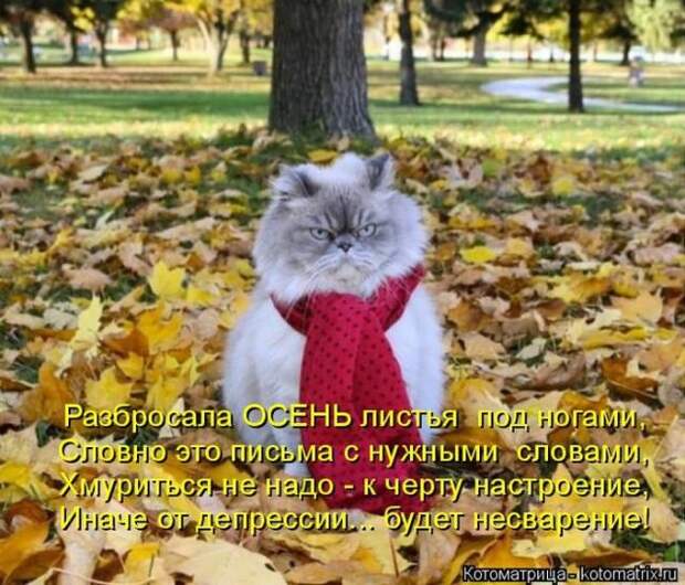 Лучшие котоматрицы недели (50 фото)