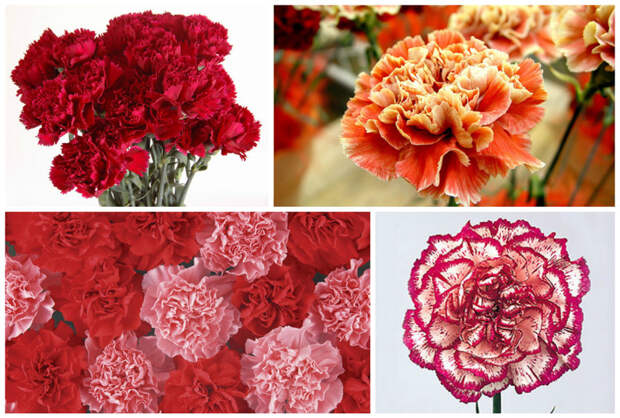 Гвоздики смерть, траурные, факты, цветы