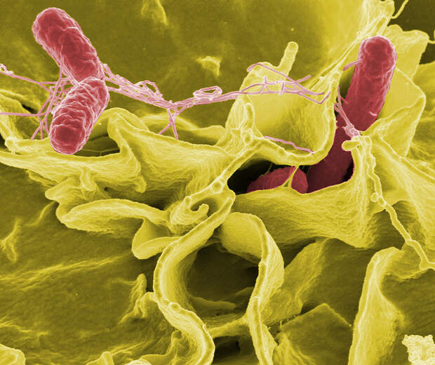Бактерии сальмонелл, проникающие в человеческую клетку. (Фото Microbe World / Flickr.com.)
