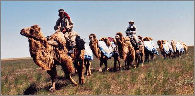 Экспедиция Федора Конюхова верхом на верблюдах