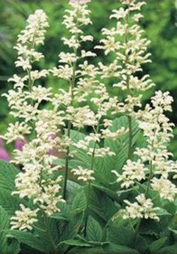 ФОТО Роджерсия перистая Элеганс