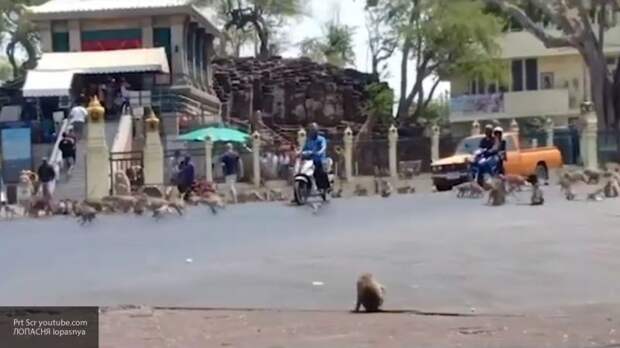 Обезумевшие без туристов обезьяны победили полицейских в войне за город