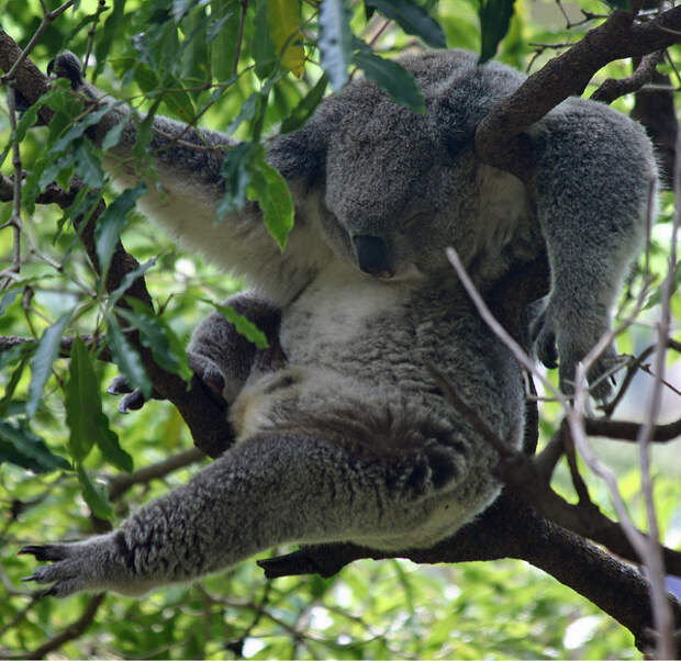 Fuzzy Help Koala Hanging Out