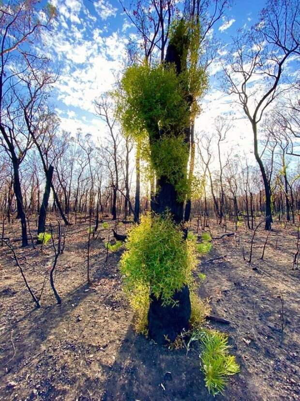 Как природа Австралии пытается оправиться после разрушительных пожаров