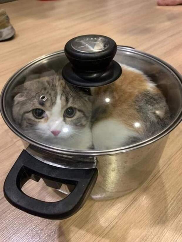 20 смешных фото котов, которые показывают, кто в доме хозяин