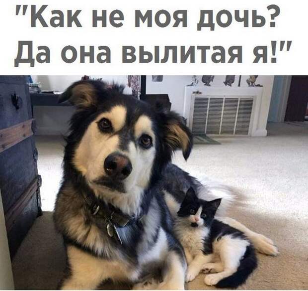 Четкая закупка, братан я в Европу и многое другое в воскресных прикольных картинках