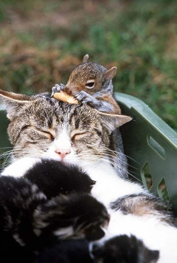 enhanced-buzz-2436-1380293527-17